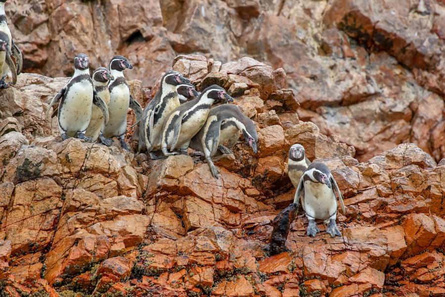 Paracas: Ballestas Islands Morning Boat Tour - Why the Ballestas Islands are worth your morning