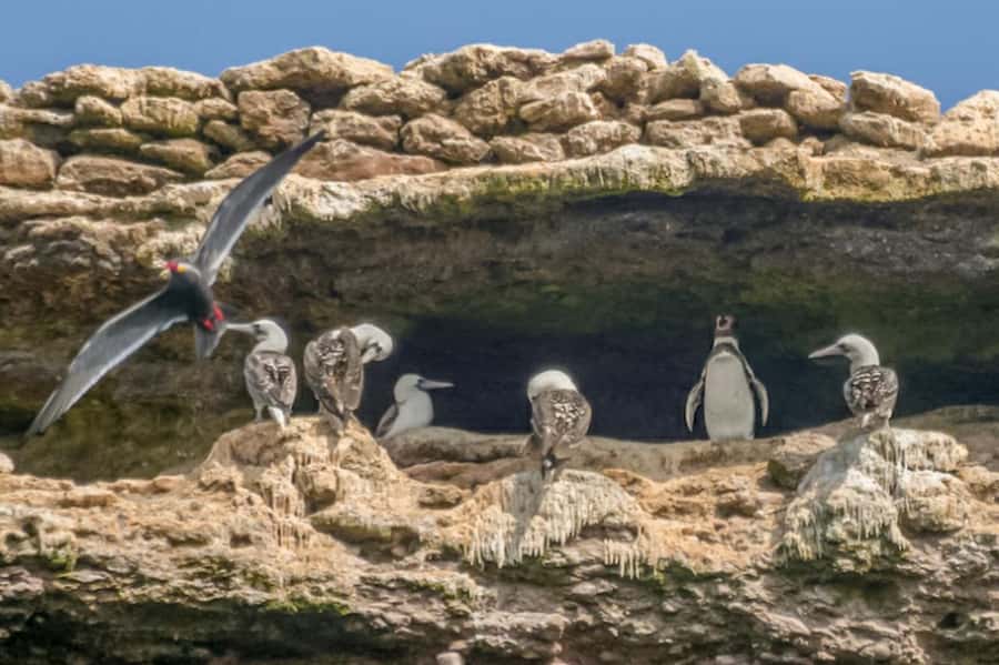 Paracas: Ballestas Islands Morning Boat Tour - The first 10 minutes: crossing toward El Candelabro