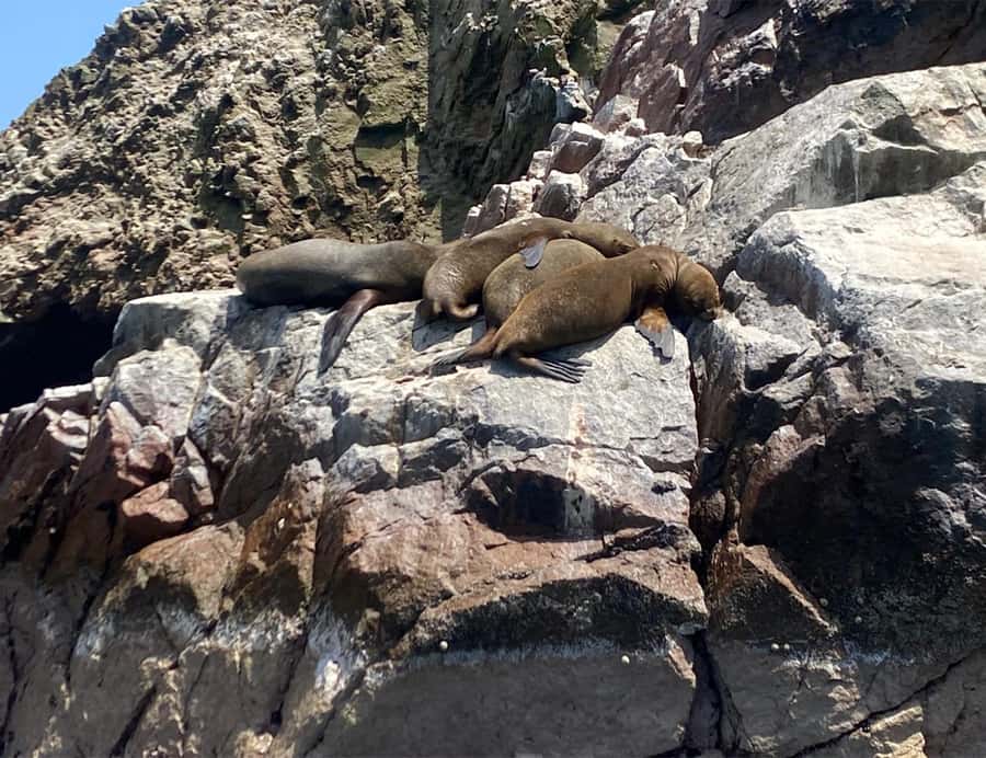 Paracas: Ballestas Islands Morning Boat Tour - Around the Ballestas Islands: rocks, birds, and sea lions
