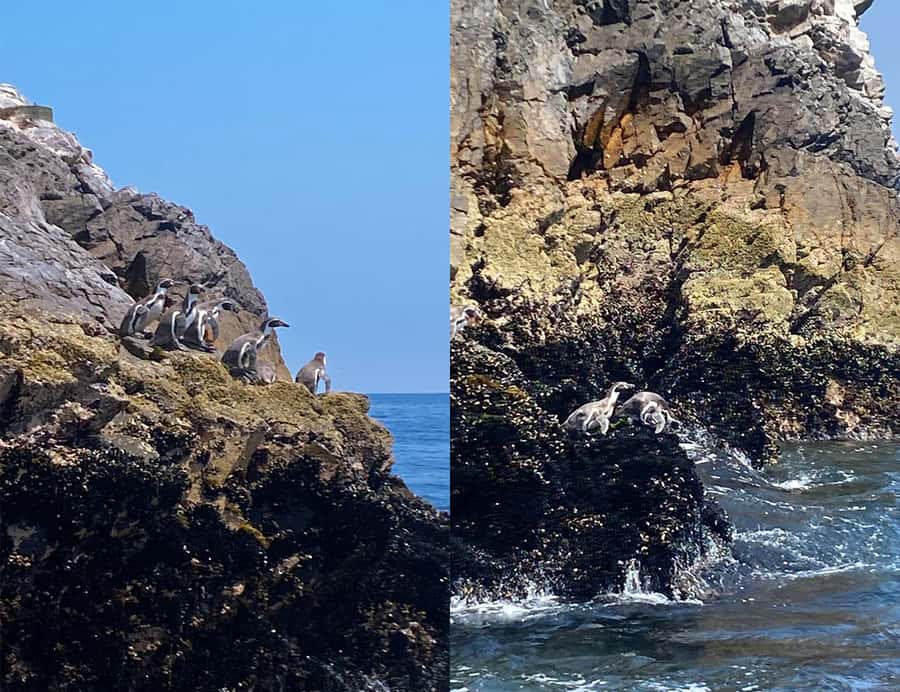 Paracas: Ballestas Islands Morning Boat Tour - How much viewing time will you really get?