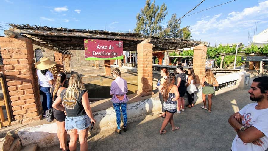 Paracas or Pisco: Private Huacachina Oasis Tour & Buggy Ride - Tasting wine and pisco near Ica