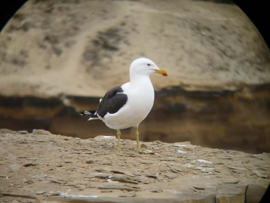 Paracas:Private Tours Paracas National Reserve all inclusive - Crossing the Istmo for broad peninsula views