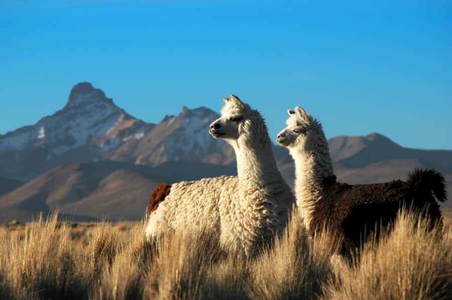 Pisaq, Ollantaytambo, Chinchero - Sacred Valley Experience - Chinchero and the meaning woven into Andean textiles