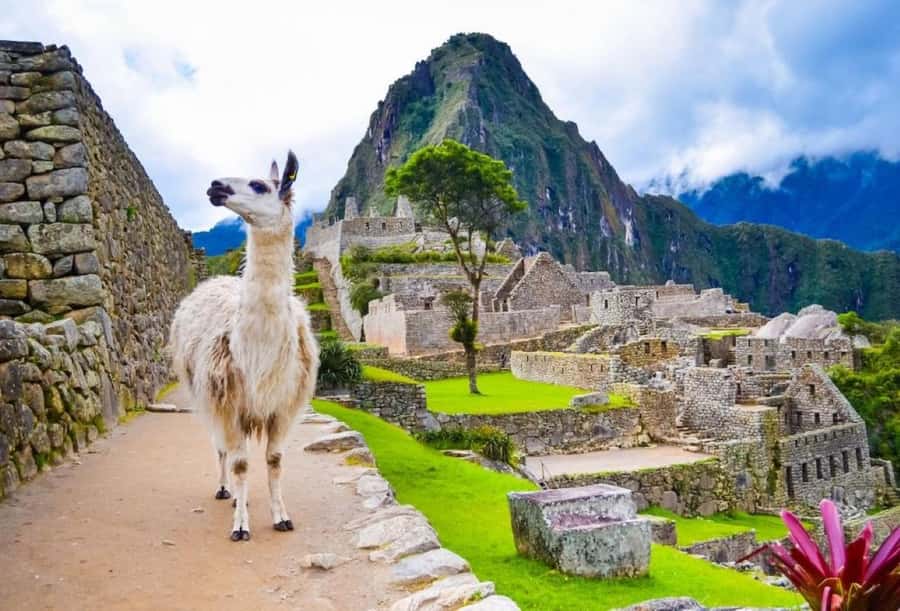 Private Guide in Machu Picchu for 3 Hours - Who should book this guide?