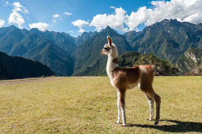Private Luxury Machu Picchu Tour with Buffet Lunch - What the $852 price really buys