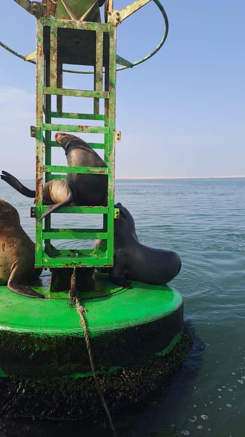 Private Tour: Ballestas Island & Huacachina Oasis, from Lima - Huacachina Oasis and its tiny permanent community