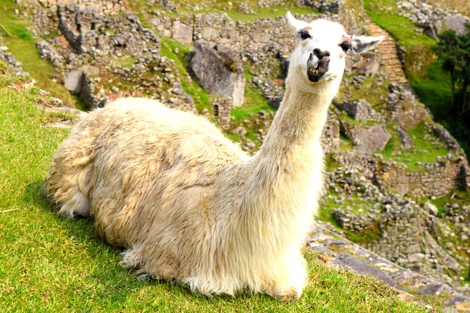 Private Tour, Full Day Machu Picchu with Lunch - Aguas Calientes and the bus to the citadel