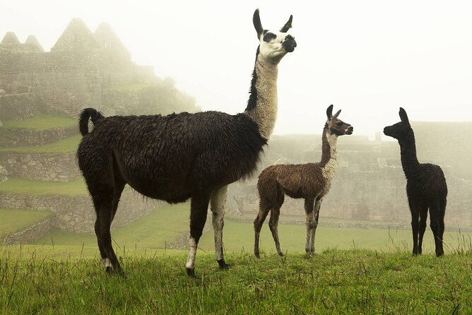 Private Tour to the Lost City: Machu Picchu in One Day - What the $398 price includes