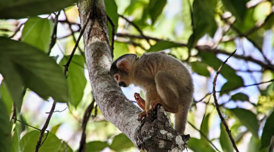 Puerto Maldonado: 2-Day Peruvian Tambopata Jungle Trip - Who should book this Tambopata trip?