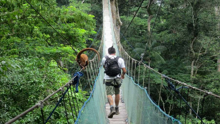 Puerto Maldonado: 2-Day Peruvian Tambopata Jungle Trip - The main drawbacks to consider