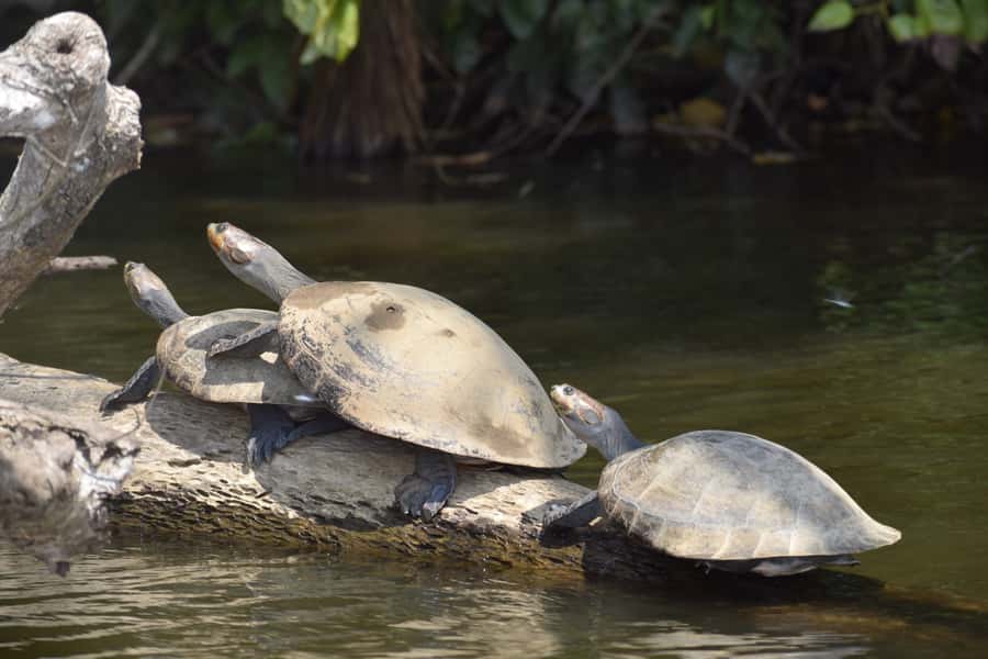 Puerto Maldonado: 4-Day Tambopata Rainforest Tour - Key things to know before booking
