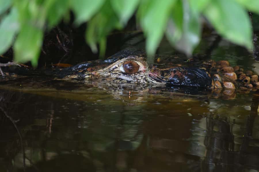 Puerto Maldonado: 4-Day Tambopata Rainforest Tour - Getting from Puerto Maldonado to the jungle house