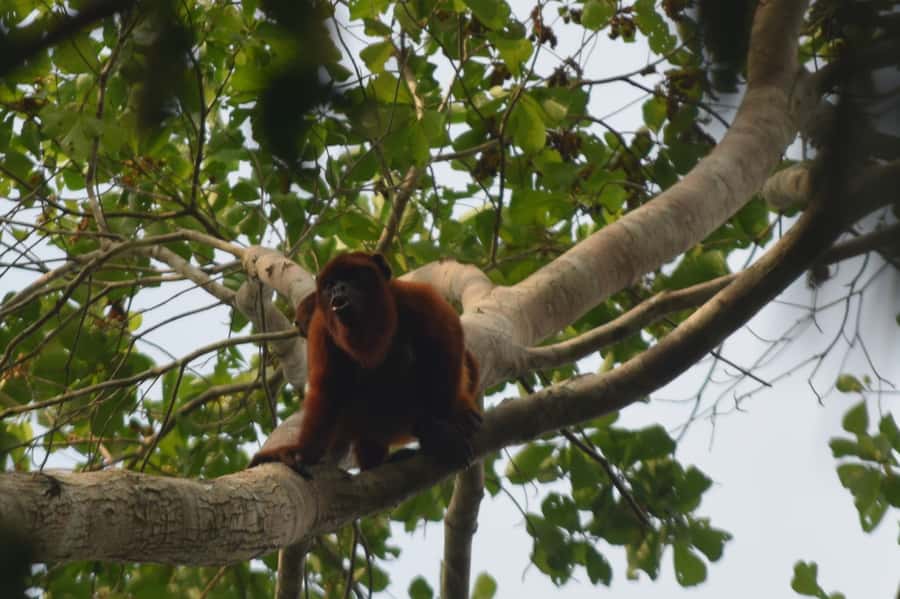 Puerto Maldonado: 4-Day Tambopata Rainforest Tour - Day 3: Machigenga culture and the Santa Teresa wetland