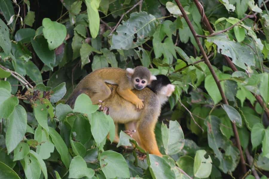 Puerto Maldonado: 4-Day Tambopata Rainforest Tour - What staying at Green House Tambopata is really like