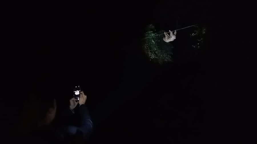 Puerto Maldonado: Jungle Night Tour with Sloths & Tarantulas - Searching for tarantulas with a flashlight