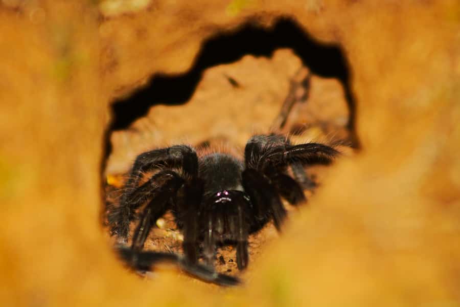 Puerto Maldonado: Jungle Night Tour with Sloths & Tarantulas - Looking for sloths, monkeys, and small mammals