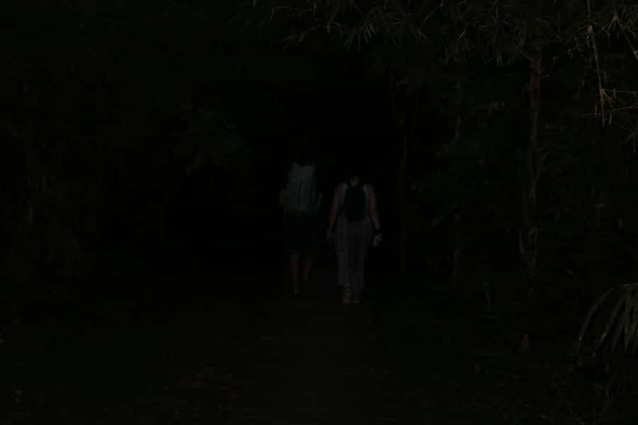 Puerto Maldonado: Jungle Night Tour with Sloths & Tarantulas - A guide-led experience, not a self-guided walk