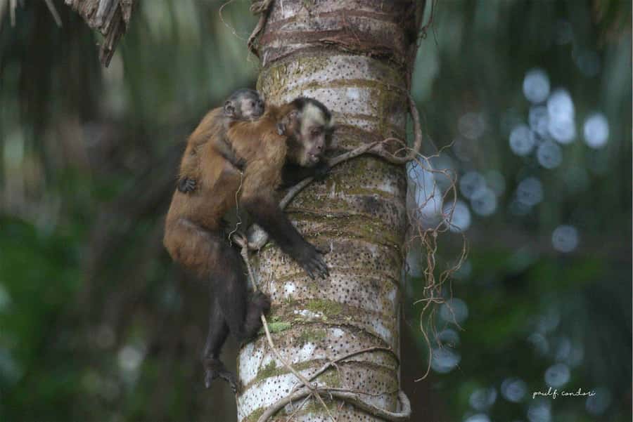 Puerto Maldonado: Sandoval Lake 4-Day, 3-Night Guided Tour - Night Walks and Small Forest Creatures