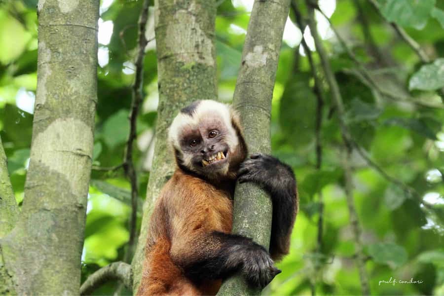 Puerto Maldonado: Sandoval Lake 4-Day, 3-Night Guided Tour - Canopy Bridges at 30 Meters