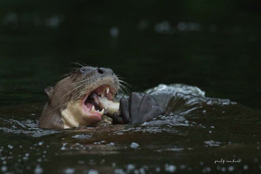 Puerto Maldonado: Sandoval Lake 4-Day, 3-Night Guided Tour - Kayaking and Fishing on the Madre de Dios River