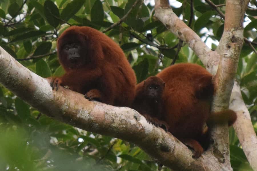 Puerto Maldonado: Sandoval Lake Full-Day Trip with Canoeing - The 55-minute walk into Tambopata National Reserve