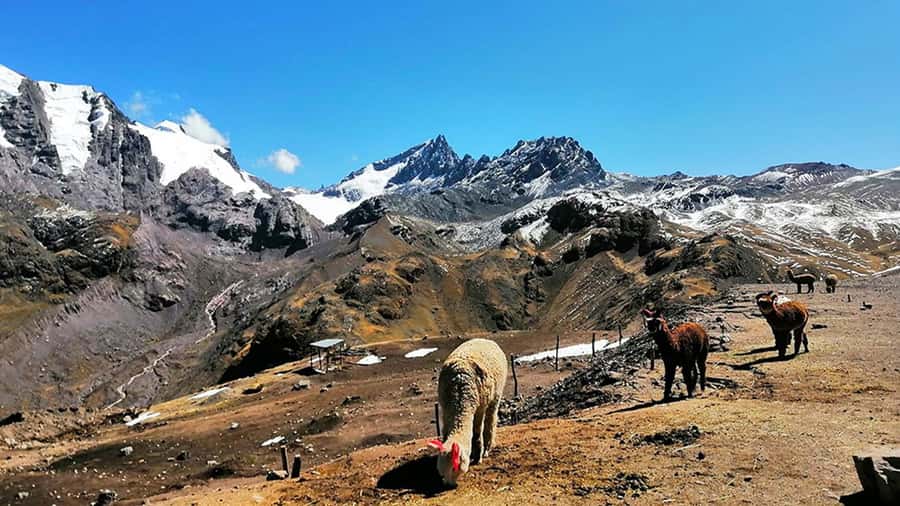 Rainbow Mountain tour and Machu Picchu tour by train - Lunch and the return train