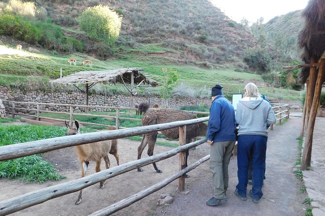 Sacred Valley Tour From either Urubamba or Ollantaytambo - Maras: A working salt operation in the mountains
