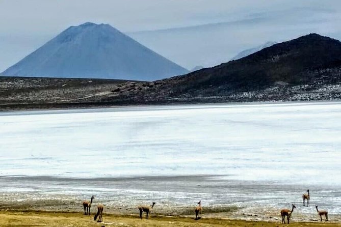 Salinas Salt Lagoon Private tour - Day Trip from Arequipa - Ñuñu and the Ubinas volcano views