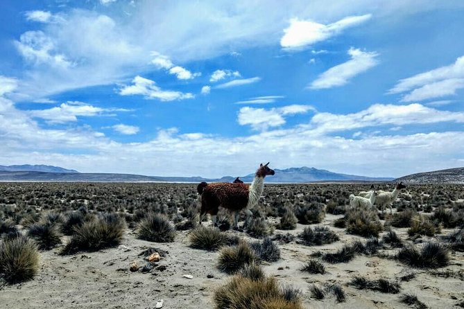 Salinas Salt Lagoon Private tour - Day Trip from Arequipa - The guide can shape the day
