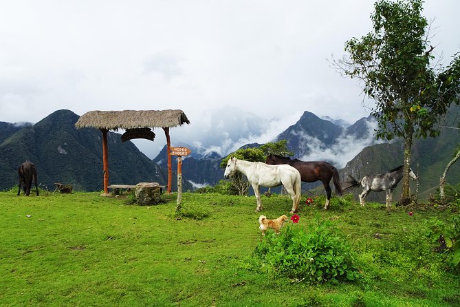 Salkantay Trek Premium 5D/4N - Day 3: Cloud forest, ziplining, and Lucmabamba coffee