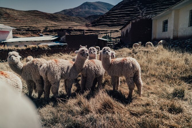 Small-Group 3-day Cusco Tour to Sacred Valley, Machu Picchu & Rainbow Mountain - Who should book this Cusco tour?