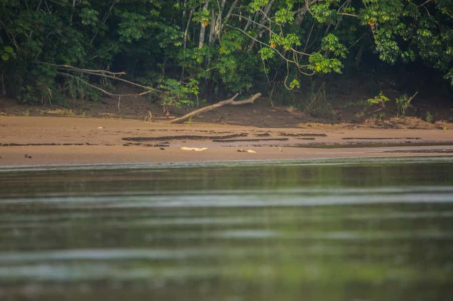 Tambopata Macaw Clay Lick 4 days/3 nights - Day 2: The 4:30 a.m. run to Chuncho