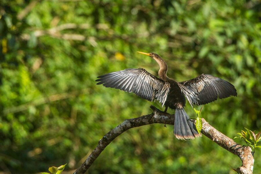 Tambopata Macaw Clay Lick 4 days/3 nights - How good are the guides and meals?