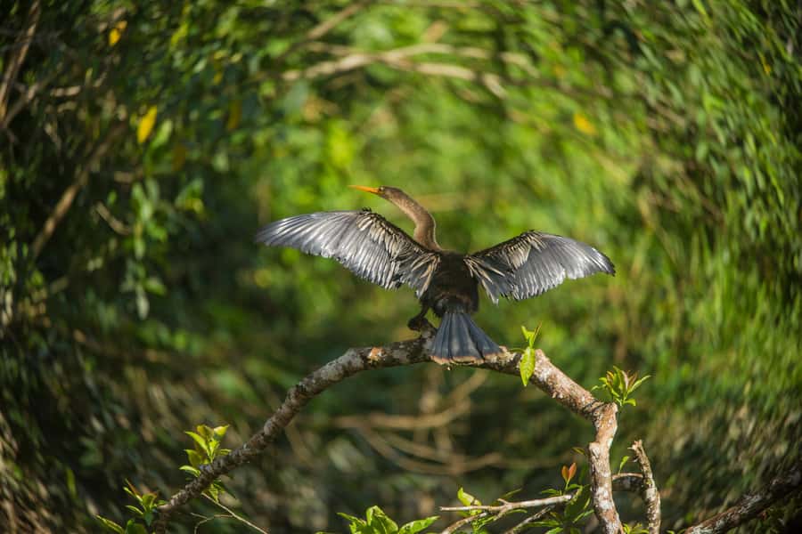 Tambopata Macaw Clay Lick 4 days/3 nights - Day 1: From Puerto Maldonado to Hacienda Tambopata