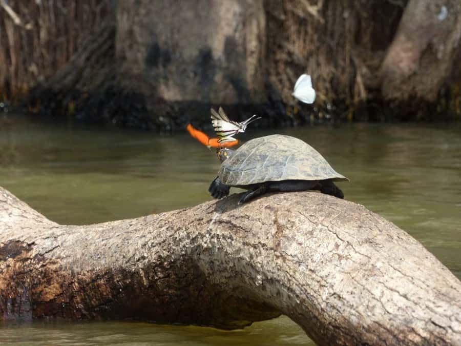 Tambopata: Multi-Day Amazon Rainforest Tour with Local Guide - Key details before you book