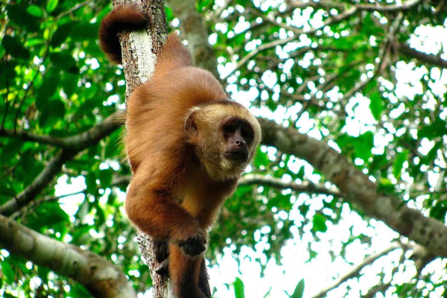 Tambopata: Multi-Day Amazon Rainforest Tour with Local Guide - Who should book this Tambopata tour?