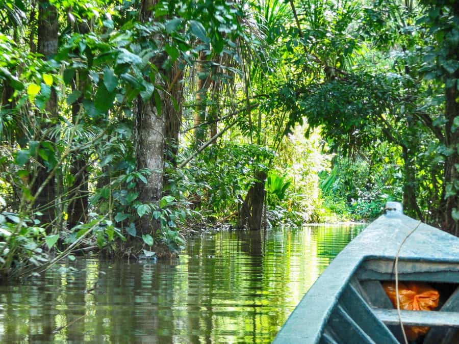 Tambopata: Multi-Day Amazon Rainforest Tour with Local Guide - What Sandoval Lake does better than the other stops