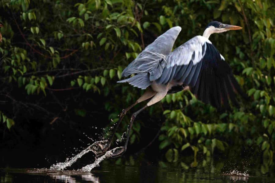 Tambopata: Multi-Day Amazon Rainforest Tour with Local Guide - Day One: Canopy towers and caimans after dark