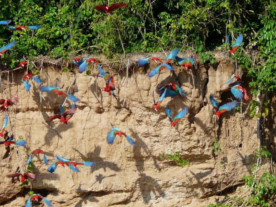 Tambopata National Reserve Tour 3 Days - The five details that shape this Amazon trip