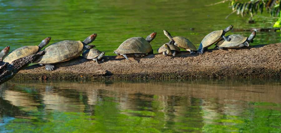 Tambopata National Reserve Tour 3 Days - What $260 buys you in Tambopata