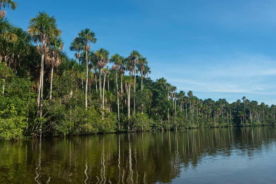Tambopata National Reserve Tour 3 Days - Day 2: Sandoval Lake rewards a slower pace