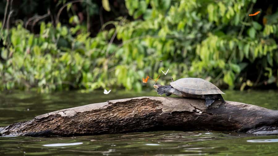 Tambopata Peruvian Amazon Jungle for Three Days/Two Nights - Key things to know before you book