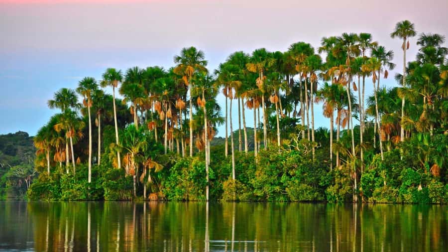 Tambopata Peruvian Amazon Jungle for Three Days/Two Nights - Starting in Puerto Maldonado and heading into the forest