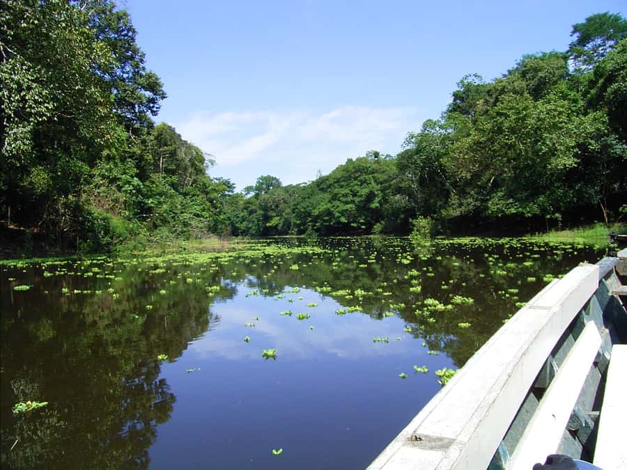 Tambopata Peruvian Amazon Jungle for Three Days/Two Nights - Lake Sandoval and the 3-kilometer forest walk