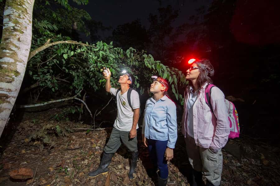 Tambopata Rainforest Night Walk & River Exploration - Why nighttime changes Tambopata