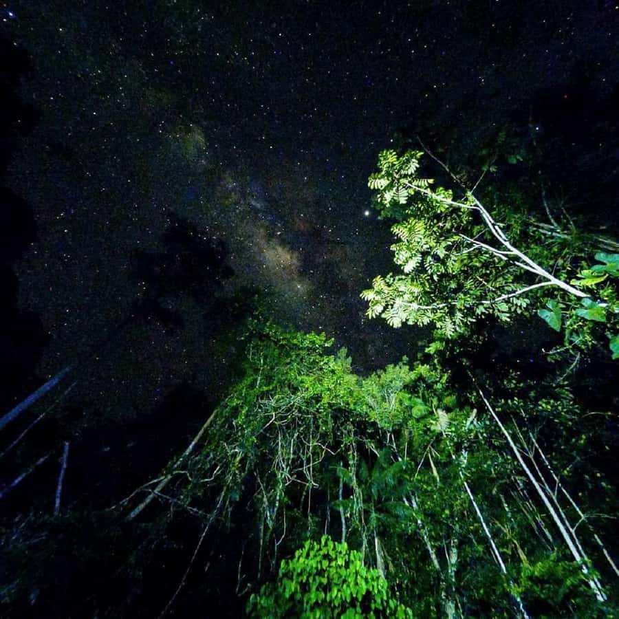 Tambopata Rainforest Night Walk & River Exploration - Frogs and the rainforest soundscape