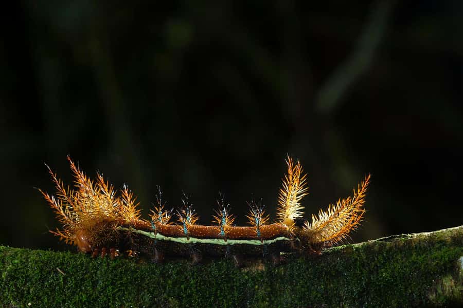 Tambopata Rainforest Night Walk & River Exploration - What the $55 price really gives you