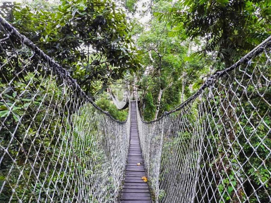 Tambopata: Zipline Adventure & Kayak to Monkey Island - Lunch at the lodge