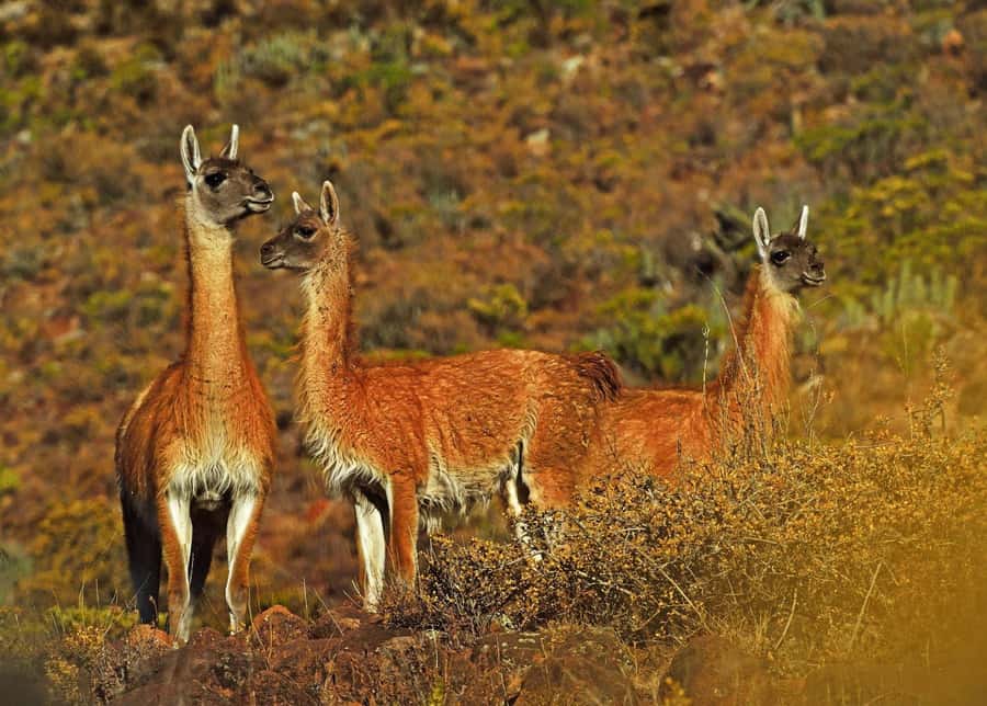 Tour Fullday Colca Canyon with Breakfast and Typical Lunch - Cruz del Cóndor and the Colca Canyon