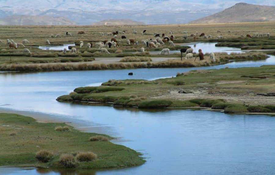 Tour to the Salinas Lagoon and National Reserve in Arequipa - Salinas salt flats and the white horizon
